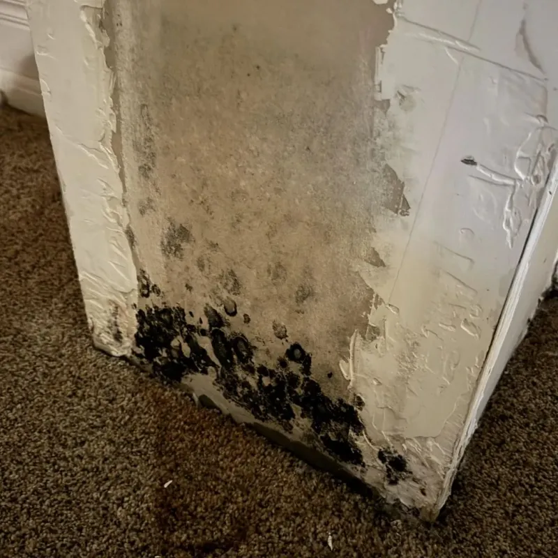 Professional Mold Removal in Plano, IL